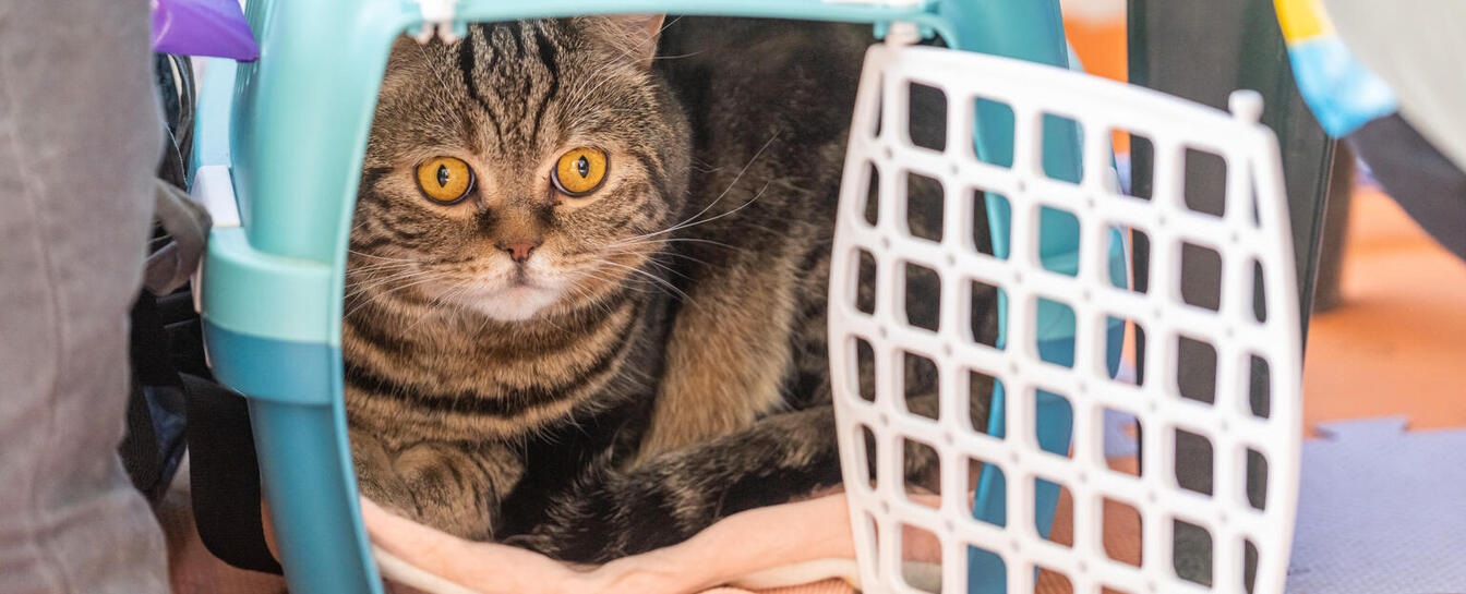 perevezennia-domashnikh-tvaryn-v-polshchu-102 perevezennia-domashnikh-tvaryn-v-polshchu-102-image